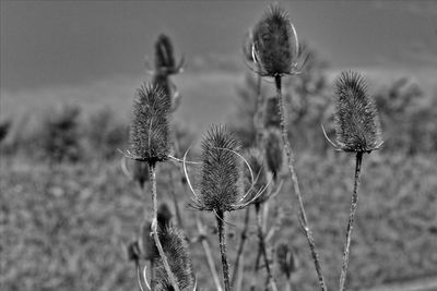 Close-up of dry thistle flowers on field