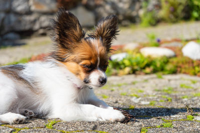 Close-up of puppy looking away