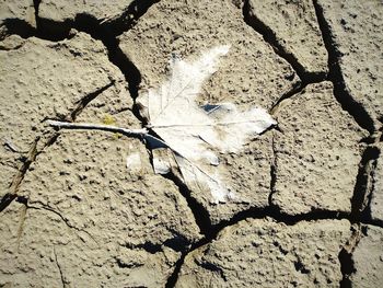 High angle view of dead plant