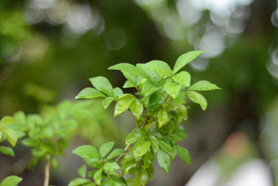 Close-up of green leaves