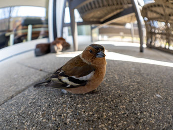 Close-up of bird perching on road