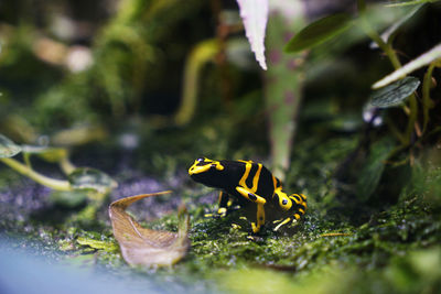 Close-up of frog on plant