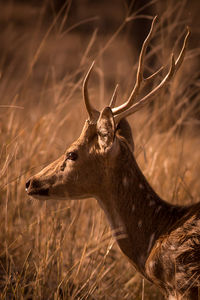 Close-up of deer