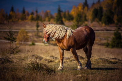 Pony standing on grassy field against trees