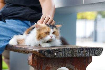 Midsection of man with cat looking away