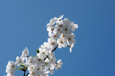 Close up of fruit flowers in the earliest springtime