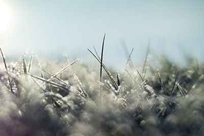 Frosted grass against sky