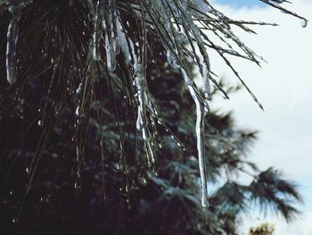 Close-up of frozen tree against sky