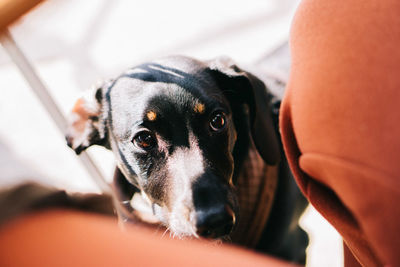 Close-up portrait of black dog