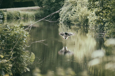 View of a bird with reflection in water