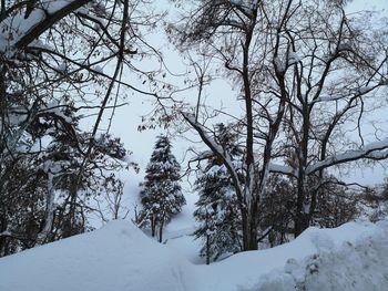 Bare trees on snow covered land against sky