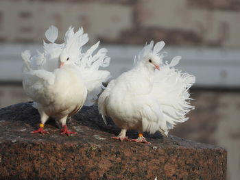 Close-up of birds perching on the granite