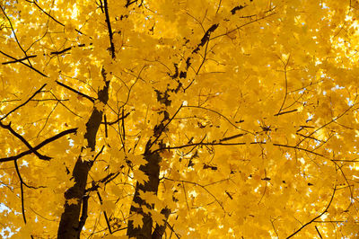 Low angle view of tree against orange sky