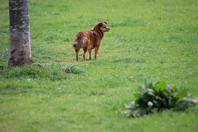 View of a dog standing on grassy field