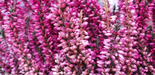 Close-up of pink flowering plants on field