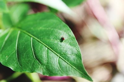 Close-up of insect on leaf