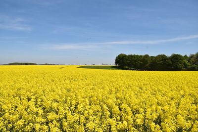 Scenic view of oilseed rape field against sky