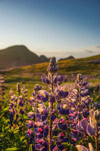 Close-up of purple flowering plant on field against sky