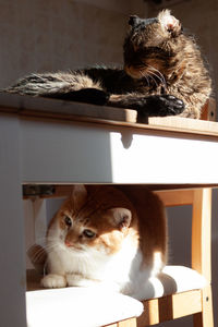Cats resting in the sun, indoor 