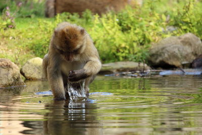 Monkey drinking water