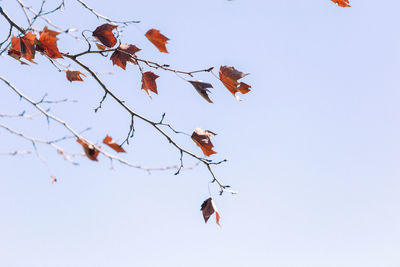 Low angle view of maple leaves on tree against sky