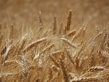 Close-up of wheat field