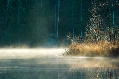 Scenic view of lake against trees in forest