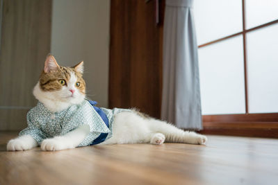 Close-up of cat sitting on floor at home