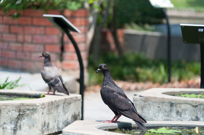 Close-up of bird perching on wall