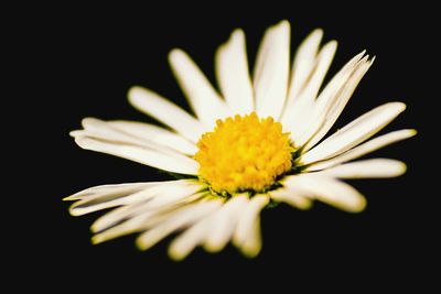 Close-up of white daisy flower