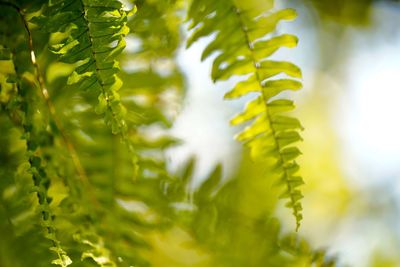 Close-up of fresh green leaves on plant