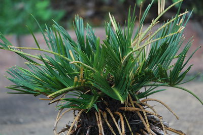 Close-up of pine tree in field