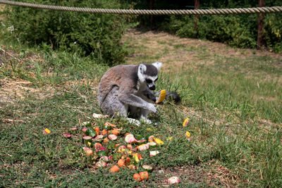 Lion eating food on land