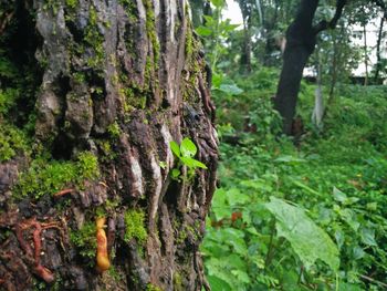 Trees in forest