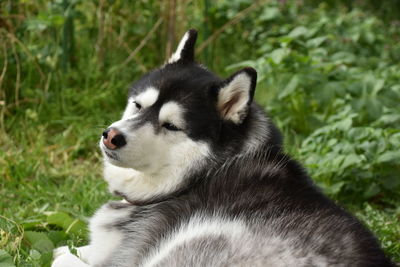 Close-up of dog looking away