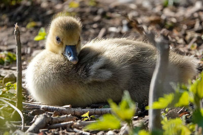 View of a bird on land