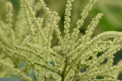 Full frame shot of fresh green plant