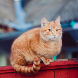 Close-up of cat