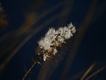 Close-up of dandelion on plant