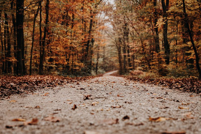Surface level of road amidst trees in forest during autumn