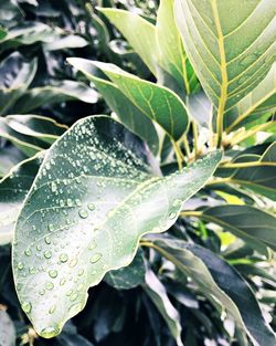 Close-up of wet plant