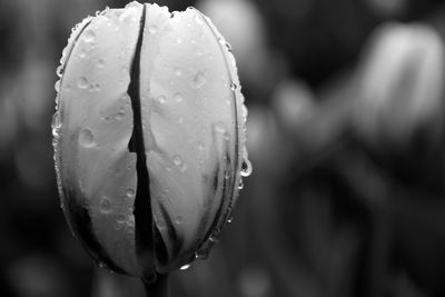 Close-up of wet flower bud