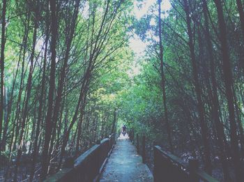 Footpath passing through forest