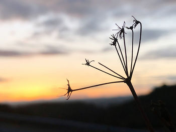 Close-up of silhouette plant on field against sky during sunset