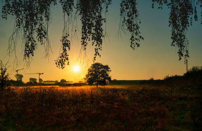 Silhouette trees on field against sky during sunset