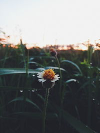 Close-up of flowers blooming in field