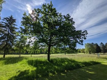 Trees on field against sky