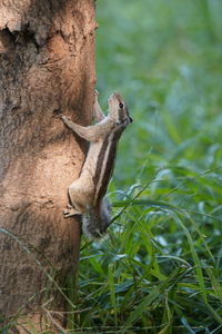 Squirrel on tree trunk