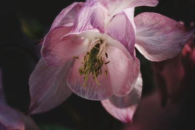 Close-up of pink rose flower