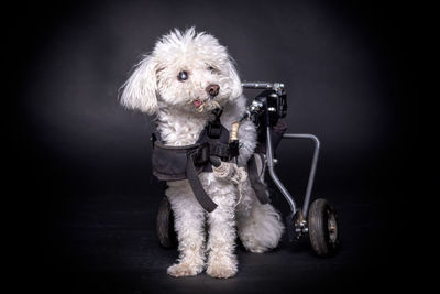 Portrait of dog in wheelchair against black background